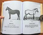 Dienstvorschrift H.Dv. 11/2 Truppenpferd Pferd Anatomie, Krankheit, Futter, historisches Pferdewissen